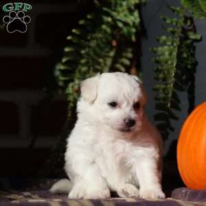 Gracie, Bichon Frise Puppy